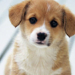 Meet your Posher, Cadence